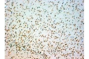 ABIN185533 (4µg/ml) staining of paraffin embedded Human Brain Stem.