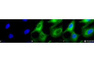 Immunocytochemistry/Immunofluorescence analysis using Rabbit Anti-Hsp90 Polyclonal Antibody .