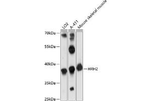 Western blot analysis of extracts of various cell lines, using HRH2 antibody (ABIN7267660) at 1:1000 dilution. (HRH2 anticorps  (AA 150-250))