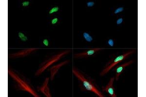 Immunofluorescence of Rabbit Anti-Histone H3 [ac Lys4] Antibody.