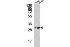 Western Blotting (WB) image for anti-BCL2-Like 11 (Apoptosis Facilitator) (BCL2L11) antibody (ABIN3003800) (BIM anticorps)