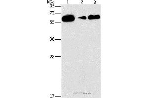 Western blot analysis of Raji, PC3 and lovo cell, using CD27 Polyclonal Antibody at dilution of 1:727 (CD27 anticorps)