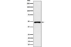 Western blot analysis of PAH expression in HepG2 cell lysate.