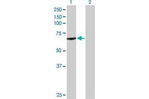 Western Blot analysis of CYP11B1 expression in transfected 293T cell line by CYP11B1 MaxPab polyclonal antibody. (CYP11B1 anticorps  (AA 1-574))