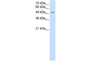 WB Suggested Anti-SLC16A8 Antibody Titration:  2. (MCT3 anticorps  (Middle Region))