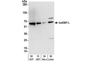 Western Blotting (WB) image for anti-Heterogeneous Nuclear Ribonucleoprotein L (HNRNPL) (C-Term) antibody (ABIN7795592) (HNRNPL anticorps  (C-Term))
