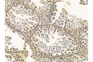 hnRNP C1/C2 Mouse Monoclonal Antibody at 1/100 staining mouse testis tissue by IHC-P. (HNRNPC anticorps  (C-Term))