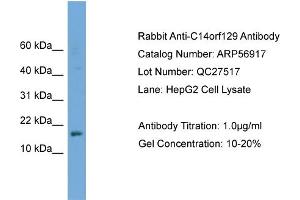 WB Suggested Anti-C14orf129  Antibody Titration: 0. (GSKIP anticorps  (Middle Region))