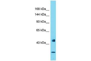 Western Blotting (WB) image for anti-Period Homolog 1 (Drosophila) (PER1) (N-Term) antibody (ABIN2787442)