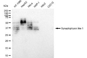 Western blotting analysis using Synaptophysin like 1 antibody (ABIN7800486). (Recombinant SYPL1 anticorps)