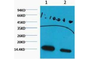 Western Blotting (WB) image for anti-Histone 3 (H3) (H3K27me2) antibody (ABIN3181171) (Histone 3 anticorps  (H3K27me2))