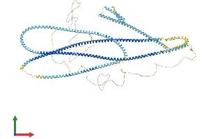 AlphaFold protein structure predicition of Mouse Recombinant Ccdc40 Protein, UniprotID Q8BI79