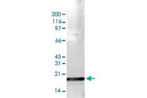 Western Blot (Cell lysate) analysis of 15 ug histone extracts of HeLa cells. (HIST1H3A anticorps  (3meLys36))