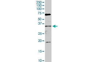 FHL2 MaxPab rabbit polyclonal antibody.