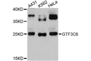 Western blot analysis of extracts of various cell lines, using GTF3C6 antibody (ABIN6294075) at 1:3000 dilution. (GTF3C6 anticorps)