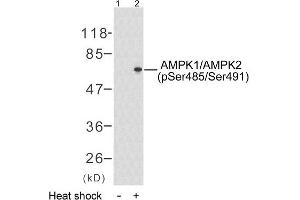 Western blot analysis of extract from HeLa cells untreated or treated with heat shock (30min), using AMPK1/AMPK2 (phospho-Ser485/Ser491) antibody (E011174). (PRKAA1/PRKAA2 anticorps  (pSer485, pSer491))