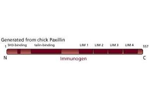 Image no. 2 for anti-Paxillin (PXN) (AA 1-557) antibody (ABIN968847) (Paxillin anticorps  (AA 1-557))