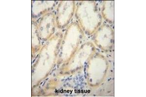 G6PC Antibody (Center) (ABIN651417 and ABIN2840227) immunohistochemistry analysis in formalin fixed and paraffin embedded human kidney tissue followed by peroxidase conjugation of the secondary antibody and DAB staining.