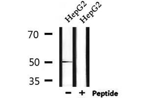 Western blot analysis of extracts from HepG2, using FOXA1 Antibody. (FOXA1 anticorps  (C-Term))