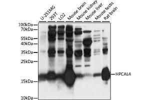 Western blot analysis of extracts of various cell lines, using HPC antibody (ABIN7267654) at 1:1000 dilution.