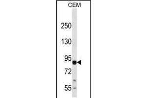 Western blot analysis in CEM cell line lysates (35ug/lane). (MAP3K13 anticorps  (C-Term))