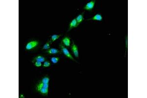 Immunofluorescence staining of Hela cells with ABIN7172251 at 1:100, counter-stained with DAPI. (TNIP1 anticorps  (AA 526-636))