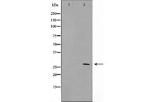 Western blot analysis on NIH-3T3 cell lysate using ERD23 Antibody (KDELR3 anticorps  (Internal Region))