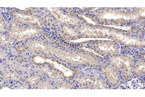 Detection of CNX in Human Kidney Tissue using Monoclonal Antibody to Calnexin (CNX)