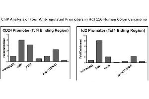 CTNNB1 Antibody - middle region (P100601_P050) validated by CHIP using HCT116 cell lysate
