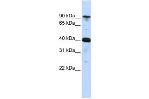 Western Blotting (WB) image for anti-Cysteinyl-tRNA Synthetase (CARS) antibody (ABIN2458484) (CARS anticorps)