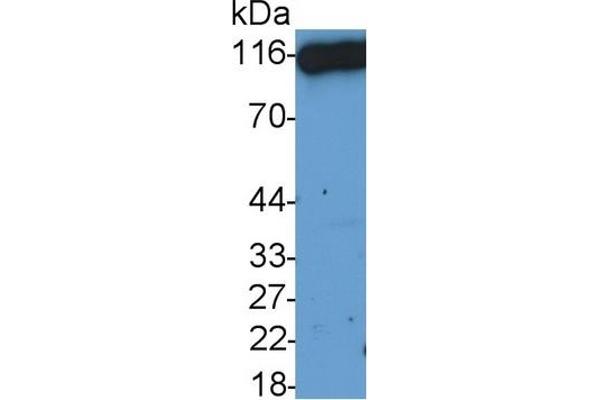 DPP4 anticorps  (AA 29-178)