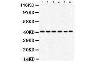 Western Blotting (WB) image for anti-Chemokine (C-X-C Motif) Receptor 2 (CXCR2) (AA 196-212), (Middle Region) antibody (ABIN3043018)