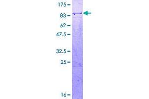 Image no. 1 for Nuclear Receptor Subfamily 2, Group C, Member 2 (NR2C2) (AA 1-530) protein (GST tag) (ABIN1312949)