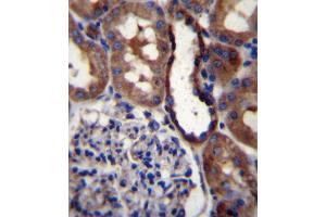 GRIK3 Antibody (N-term) (ABIN657037 and ABIN2846209) immunohistochemistry analysis in formalin fixed and paraffin embedded human kidney tissue followed by peroxidase conjugation of the secondary antibody and DAB staining. (GRIK3 anticorps  (N-Term))