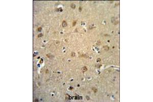 RTN4RL1 Antibody IHC analysis in formalin fixed and paraffin embedded human brain tissue followed by peroxidase conjugation of the secondary antibody and DAB staining.
