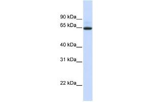 UGT1A7 antibody used at 1 ug/ml to detect target protein.