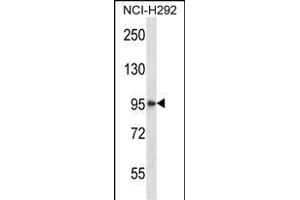 HDAC4 Antibody (C-term) (ABIN657638 and ABIN2846634) western blot analysis in NCI- cell line lysates (35 μg/lane). (HDAC4 anticorps  (C-Term))