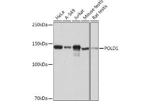 Western blot analysis of extracts of various cell lines, using POLD1 Rabbit mAb (ABIN1682929, ABIN3018707, ABIN3018708 and ABIN7101651) at 1:1000 dilution.