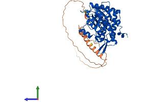 AlphaFold protein structure predicition of Mouse Recombinant Clk4 Protein, UniprotID O35493