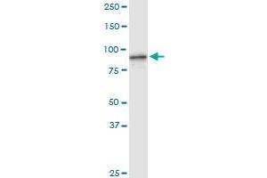 FBXL18 MaxPab rabbit polyclonal antibody.