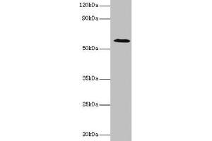 Western blot All lanes: UGP2 antibody at 2 μg/mL + Mouse liver tissue Secondary Goat polyclonal to rabbit IgG at 1/10000 dilution Predicted band size: 57, 56 kDa Observed band size: 57 kDa (UGP2 anticorps  (AA 1-497))