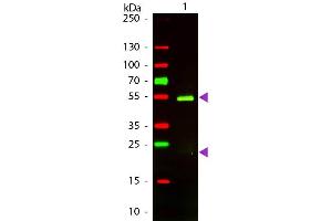 Western Blot of Texas conjugated Rabbit F(ab’)2 Anti-Golden Syrian Hamster IgG secondary antibody. (Lapin anti-Hamsters dorés syriens IgG (Heavy & Light Chain) Anticorps (Texas Red (TR)) - Preadsorbed)