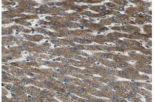 ABIN6266735 at 1/100 staining human liver tissue sections by IHC-P.