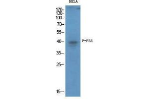Western Blot (WB) analysis of specific cells using Phospho-p38 (T180/Y182) Polyclonal Antibody. (MAPK14 anticorps  (pThr180, pTyr182))