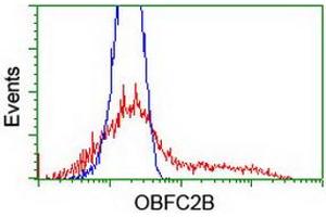 HEK293T cells transfected with either RC200876 overexpress plasmid (Red) or empty vector control plasmid (Blue) were immunostained by anti-OBFC2B antibody (ABIN2455376), and then analyzed by flow cytometry. (SSBP1 anticorps)