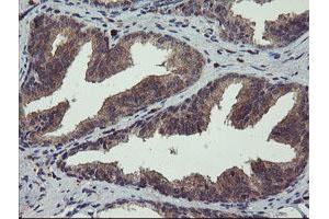 Image no. 1 for anti-Crystallin, Zeta, Homolog antibody (ABIN1497658) (CRYZL1 anticorps)