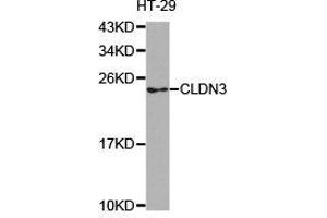 Western Blotting (WB) image for anti-Claudin 3 (CLDN3) antibody (ABIN1871895) (Claudin 3 anticorps)