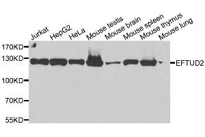 Western blot analysis of extracts of various cell lines, using EFTUD2 antibody.