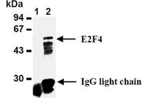 Western Blotting (WB) image for anti-E2F Transcription Factor 4, P107/p130-Binding (E2F4) antibody (ABIN487490) (E2F4 anticorps)