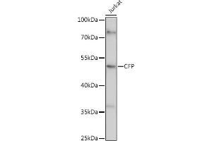 Western blot analysis of extracts of Jurkat cells, using CFP antibody (ABIN6127651, ABIN6138467, ABIN6138468 and ABIN6221045) at 1:1000 dilution. (CFP anticorps  (AA 190-469))